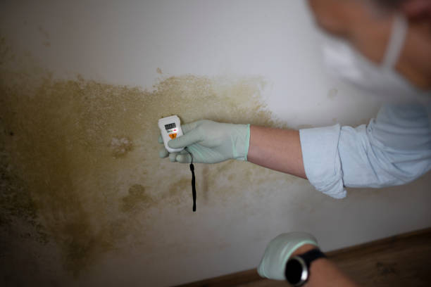 Office Mold Removal Services in Buellton, CA